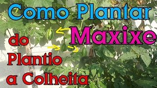 Como Plantar Maxixe em casa [upl. by Ijar300]