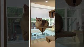 RenterFriendly DIY Cat Wall No Drilling Needed  Cat Room Decor Idea homedecor cat [upl. by Chuah]