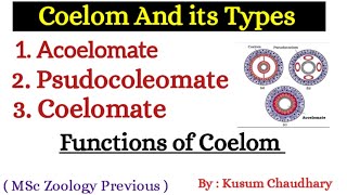 Coelom and its Types  Acoelomate  Psudocoleomate  Coelomate  Functions of Coelom  By Kusum [upl. by Catlin]