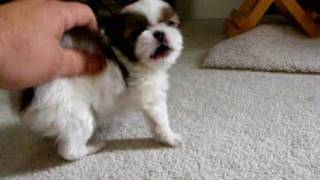 Japanese Chin Puppy playing [upl. by Persons]