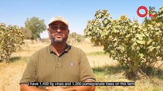 Red spider mite invasion in Libya [upl. by Aynwad]