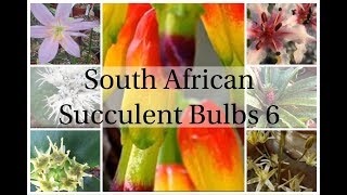 South African Succulent Bulbs 6  December 20182 [upl. by Efal]