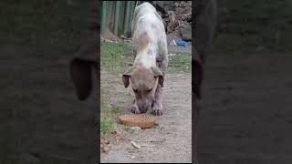 loveanimals helpstreetdogs animallover hungrydog protectanimals careforanimals feeddogs [upl. by Anertac379]