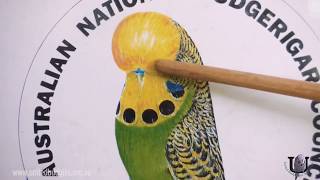 The Standard  Australian National Budgerigar Council  United Budgerigar Society [upl. by Adnawt]