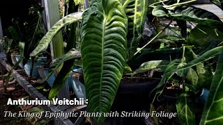 Anthurium veitchii The King of Epiphytic Plants with Striking Foliage AnthuriumVeitchii [upl. by Lissak319]