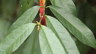 Chinese croton Blindness tree Buta Buta Jungle Fire plant Excoecaria cochinchinensis [upl. by Stulin]