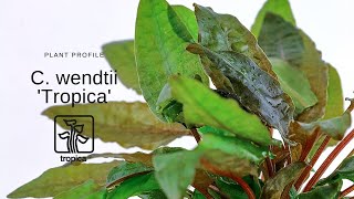 Cryptocoryne wendtii Tropica [upl. by Barb]