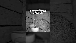 Unexpected dinner guest 👀hedgehog hedgehoglife wildanimals animals cute [upl. by Wennerholn]