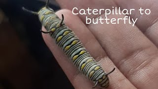 caterpillar to butterfly transformation  monarch butterfly transformation shorts [upl. by Oravla880]