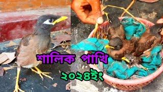 শালিক পাখিকে পোষ মানাতে নতুনদের কিছু পরামর্শ।। [upl. by Ahsiuqal]