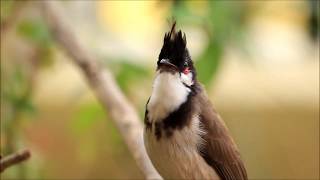 RedWhiskered Bulbul Singing [upl. by Leasia784]