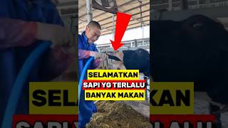 Cara efektif Mencegah Penumpukan Gas Pada Perut Sapi‼️ [upl. by Odnomar]