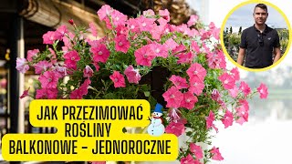 Jak przezimować rośliny balkonowe  jednoroczne Jak przechowywać rośliny balkonowe przez zimę [upl. by Ebony380]