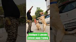 Intelligent 2 Labrador retriever puppy Training session 375 shorts [upl. by Kryska363]