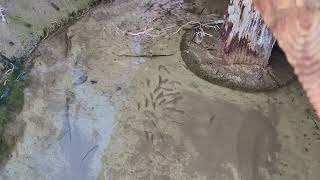 Pupfish at Salt Creek in Death Valley February 2022 [upl. by Asamot661]