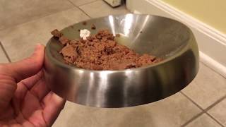 Review Dr Catsbys Whisker Relief Cat Food Bowl  The BEST whiskerfriendly cat bowl on the market [upl. by Sherman]