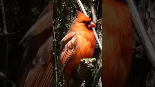 Northern Cardinal Singing  Bird [upl. by Linis]