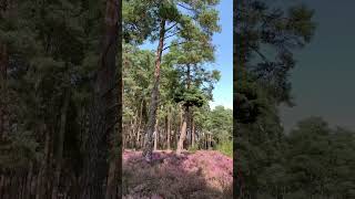 How beautiful this pineryLove blueberries bushes Frensham pond one of my favourite places 💜 [upl. by Orran257]