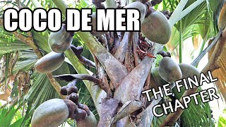 COCO DE MER  My Hunt for the Tree of Knowledge Part 5 of 5  Weird Fruit Explorer Ep 400 [upl. by Nahaj898]