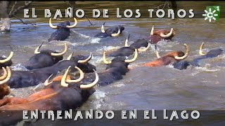 Toros de Las Monjas entrenamiento en el lago baño aéreas dron 2018  Toros desde Andalucía [upl. by Lanta959]