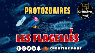 Biologie Animale les protozoaires Les Rhizoflagelles darija [upl. by Wengert]