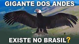 CONDORDOSANDES uma das maiores aves voadoras do mundo  Condor já foi visto no BRASIL [upl. by Laerol]