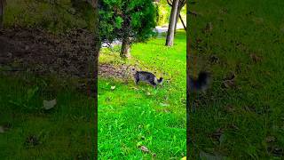 The beautiful furry cat got scared and ran away [upl. by Obala]