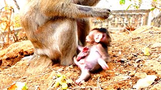 Amazing  Baby monkey Chaplin got very poor and cried again calling Mom him late to help him [upl. by Marriott]