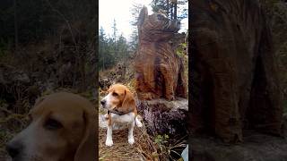 Cimon di Crasulina e Laghetti di Zoufplan Monte Terzo e Lavareit da Timau [upl. by Yelreveb]