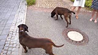 Hannoverscher Schweißhund amp Bayerischer Gebirgsschweißhund BGS [upl. by Rehpitsirhc]