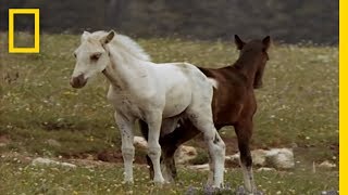 Wild Horses Kick Butt  National Geographic [upl. by Fries932]