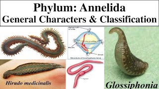 Annelida  Phylum Annelida  General characters of Annelida  Classification of phylum Annelida [upl. by Akirdnwahs]