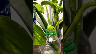 Money Plant 🌱 in water 💧 garden gardening moneyplant moneyplantinwater shorts short video [upl. by Newton786]