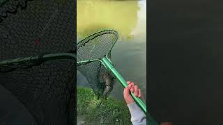 Pen rod fishing Cottington lakes [upl. by Anauqal]