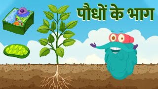 पार्ट्स ऑफ़ प्लांट्स  पौधों के भाग  Parts Of A Plants In Hindi  Dr Binocs Show  Plants Videos [upl. by Relyks]