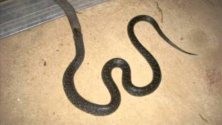 King Snake Eating Cotton Mouth Snake [upl. by Laud952]