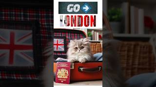 Adorable Cat Going to London shorts viral [upl. by Jary621]