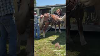 Shawn getting the horse ready horse belgiandrafthorse drafthorses [upl. by Aiyram]