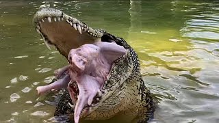 Gigantic Crocodiles amp Huge Alligators Gobble up Thanksgiving Turkeys [upl. by Astrea]