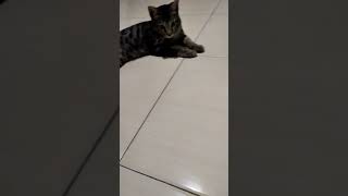 Si Kumu Kucing Muanis shorts kucinglucu [upl. by Picker808]