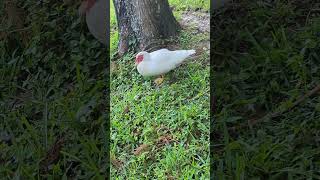 Freedom the Parrot Loves White Muscovy Duck with Yellow Speckled Feet Walking to 3 Muscovies at Lake [upl. by Aras]