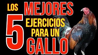 LOS 5 MEJORES EJRCICIOS PARA TU GALLO [upl. by Semela]