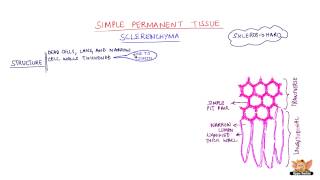 Simple Permanent Tissue  Sclerenchyma [upl. by Ielarol]