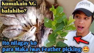 FEATHER PICKING ITO LANG DISKARTE KO 🤩 [upl. by Valente]