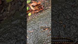 A yellowspotted millipede just passing by [upl. by Rosabel]