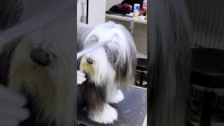 Bearded Collie Comb Out [upl. by Mair]