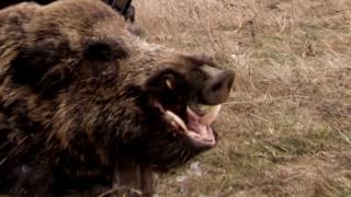 Driven wild boar hunting  Epic wild boar hunt in Romania  Ultimate Hunting [upl. by Llorrac807]