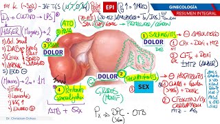 RESUMEN INTEGRAL  GINECOLOGÍA [upl. by Eiramanad200]