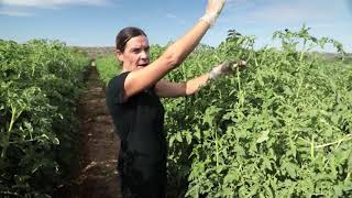 Plantar tomates al aire libre o en invernadero [upl. by Ahsiken]