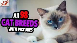 🐈 All Cat Breeds AZ With Pictures all 98 breeds in the world [upl. by Nalak]